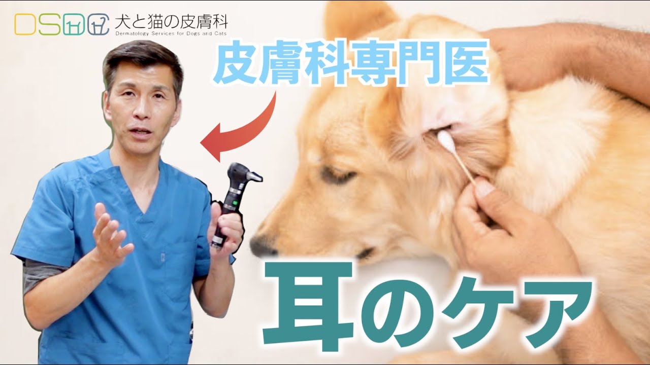 犬と猫の皮膚科】全飼い主さんに伝えたい！皮膚科専門医が教える！知っ