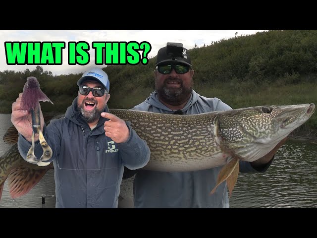 Fishing with this Crazy Mouse Lure for BIG PIKE! - YouTube