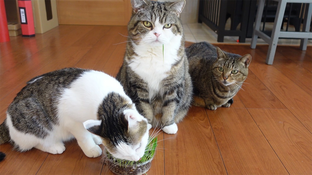 Maru relaxes on the new sofa. - YouTube