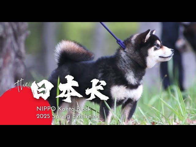 NIHON KEN HOZONKAI 2025 Spring NIPPO Kanto Block Exhibition 令和7