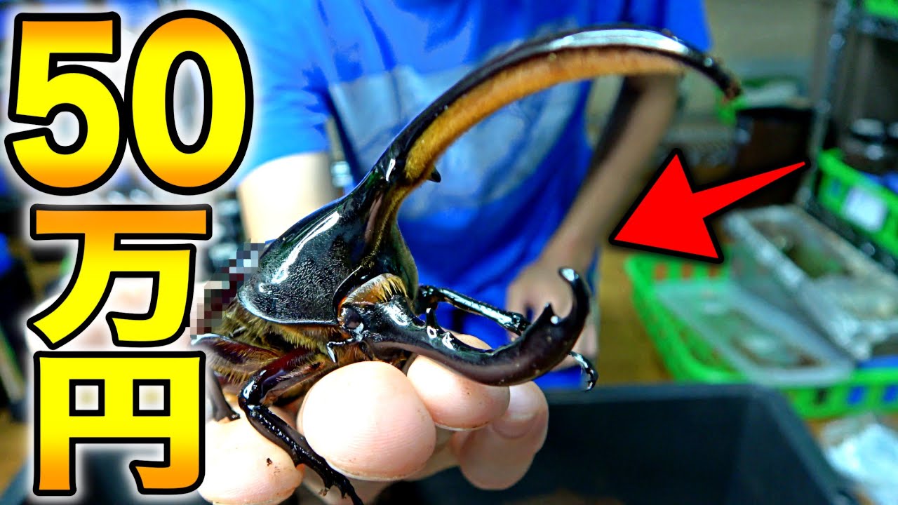 2年前に50万円で購入した「ヘラクレスリッキーブルー」の子供が遂に