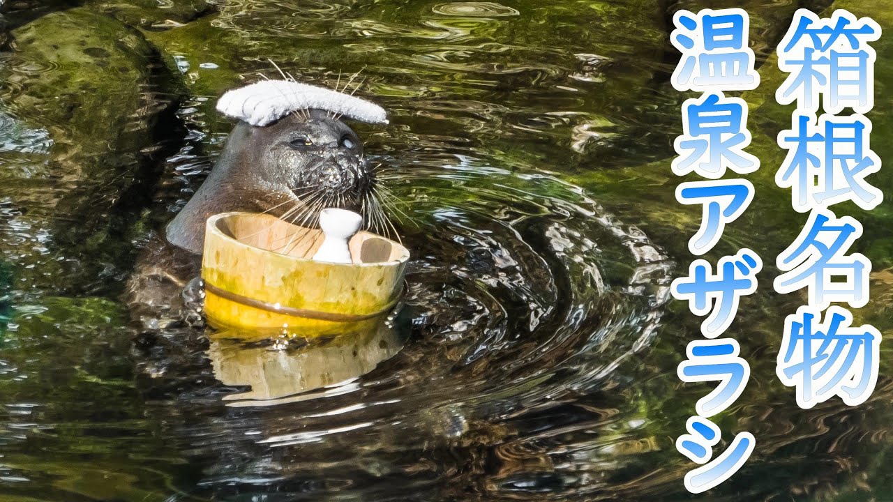 温泉アザラシ アッシュ #箱根園水族館 #水族館 #バイカルアザラシ