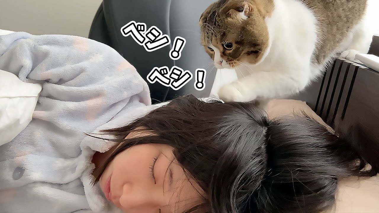 休日の朝に爆睡しているママを起こした後の猫がこうなりました…w - YouTube