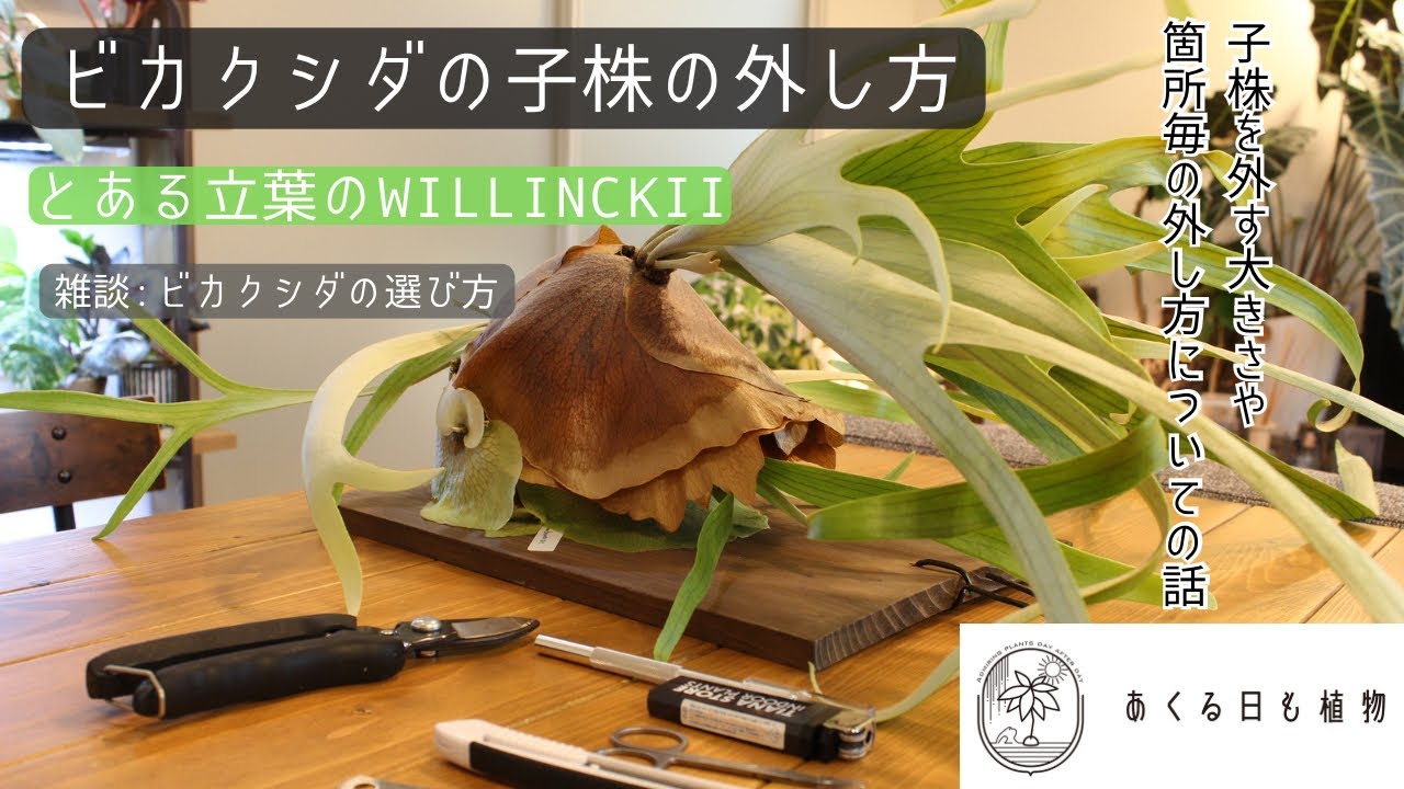 How to remove the seedlings of a staghorn fern: A Willinckii with