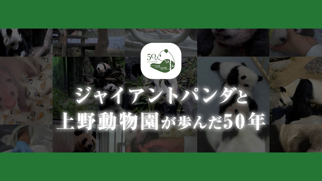 ジャイアントパンダと上野動物園が歩んだ50年 - YouTube