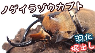 I dug up the Nogueira elephant beetle that had hatched [Beetle