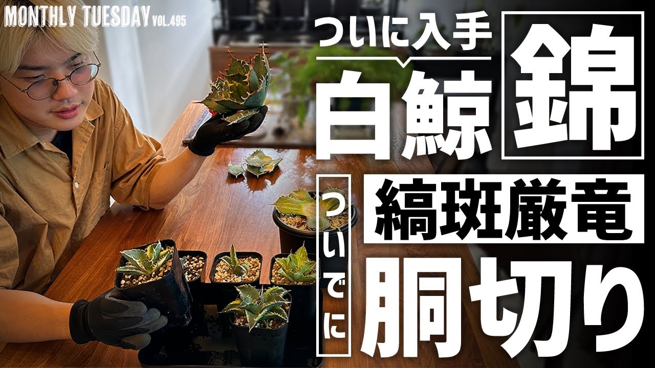 アガベ】激レア！白鯨錦の購入と縞斑の厳龍の胴切り！ - YouTube