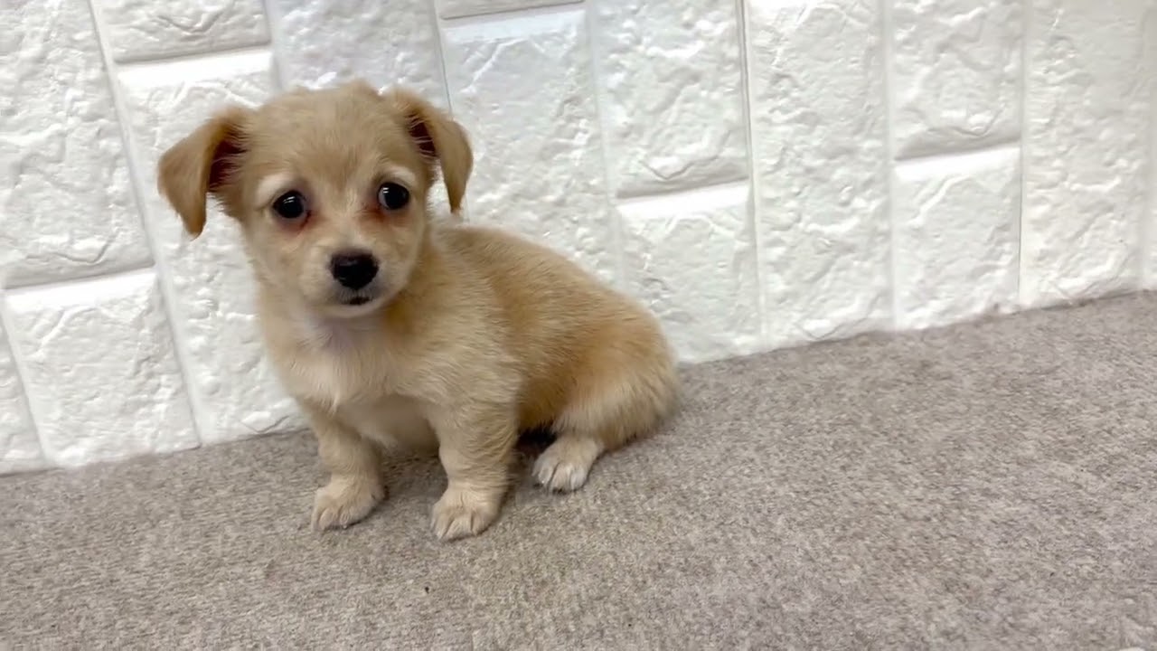 小柄なチワックスちゃん♡♡ ペットショップ 犬の家 吹田店