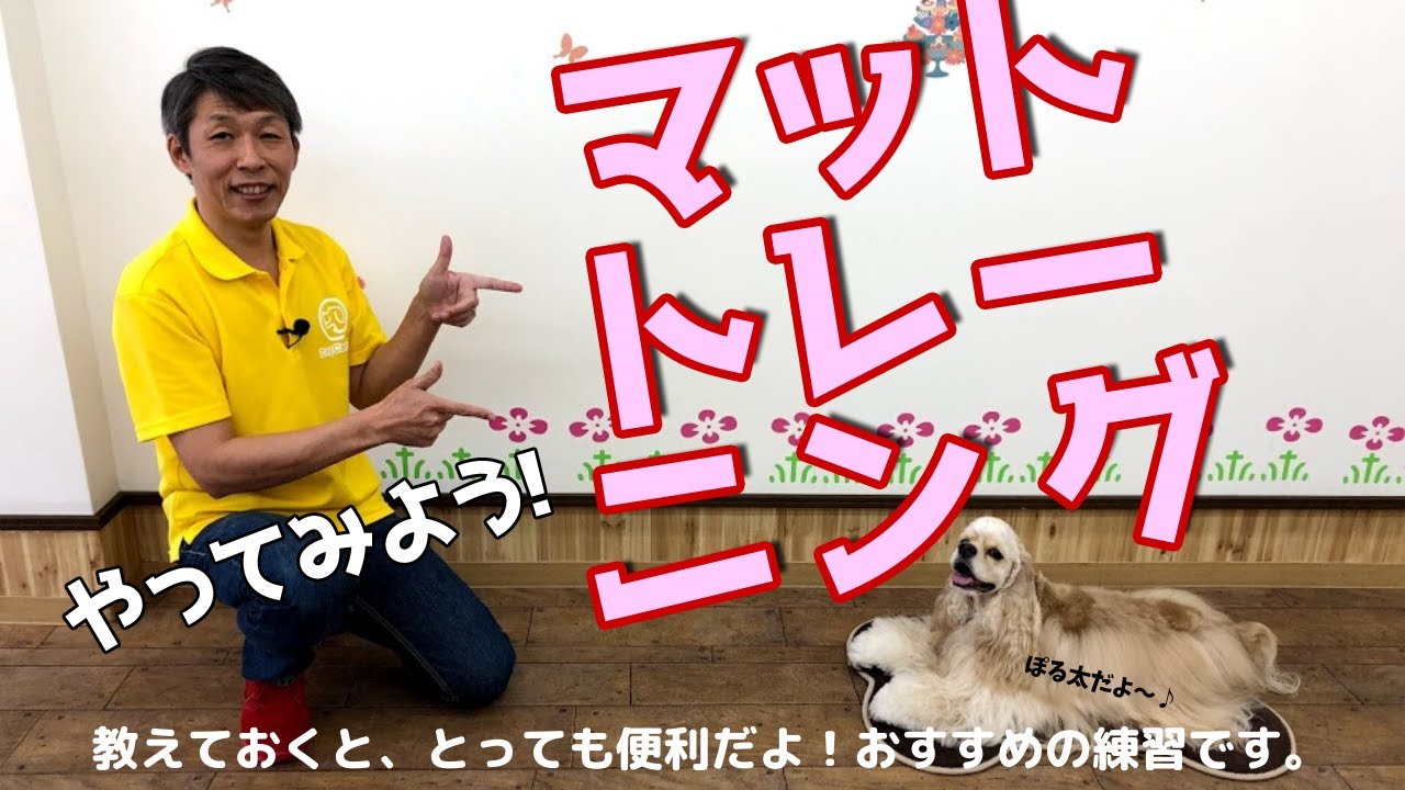 犬のしつけ】まての教え方☆決定版☆【3分で分かる】 - YouTube