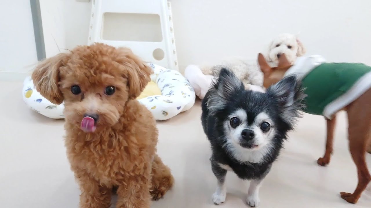 トイプードルのぷうたくんとチワワのふぅ～たさん 🐶ひみつきちなう