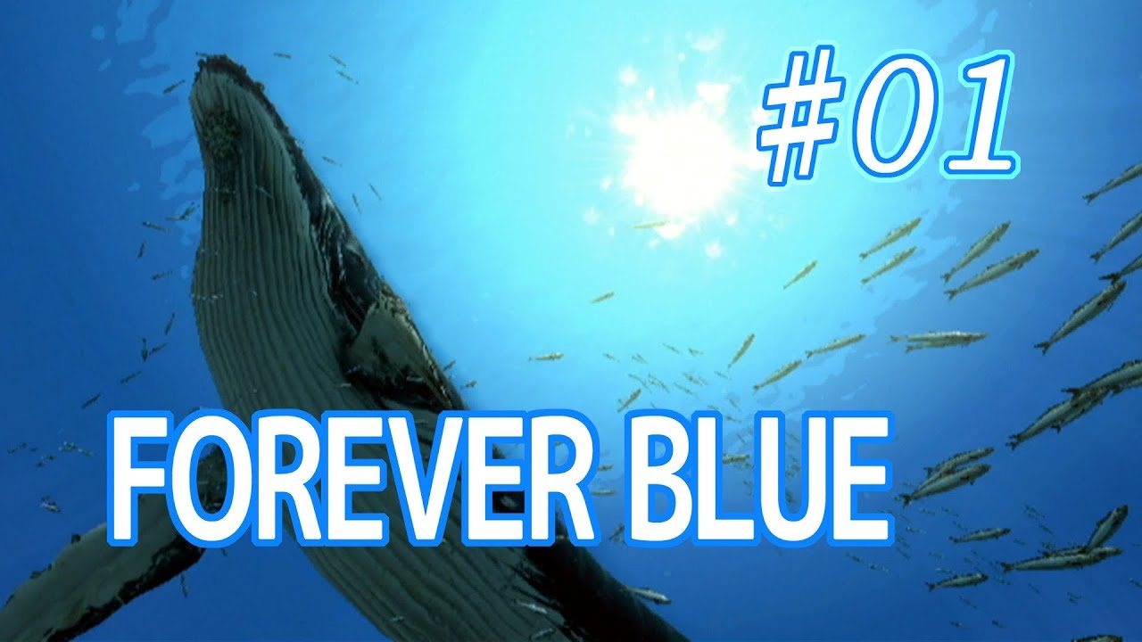 ☆1 【FOREVER BLUE】フォーエバーブルー 海の呼び声を優しく実況