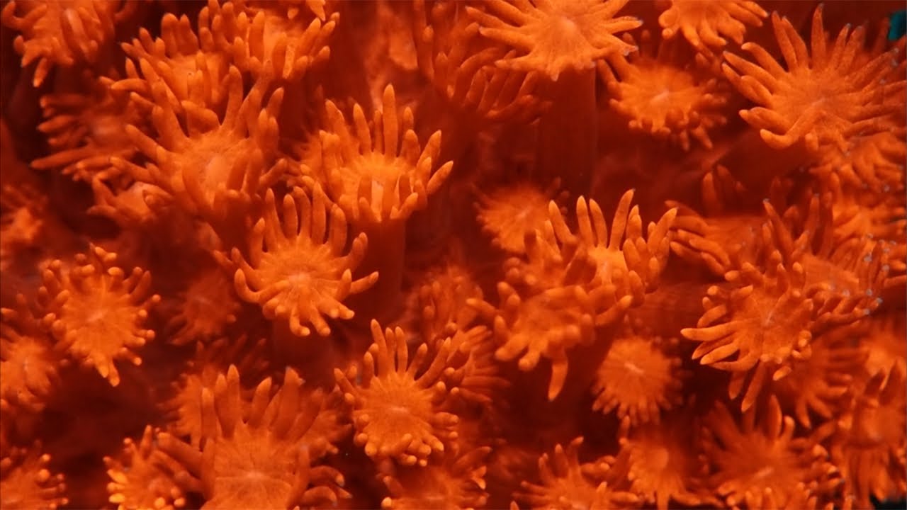 🪸サンゴ大量入荷🪸LPS紹介 - YouTube