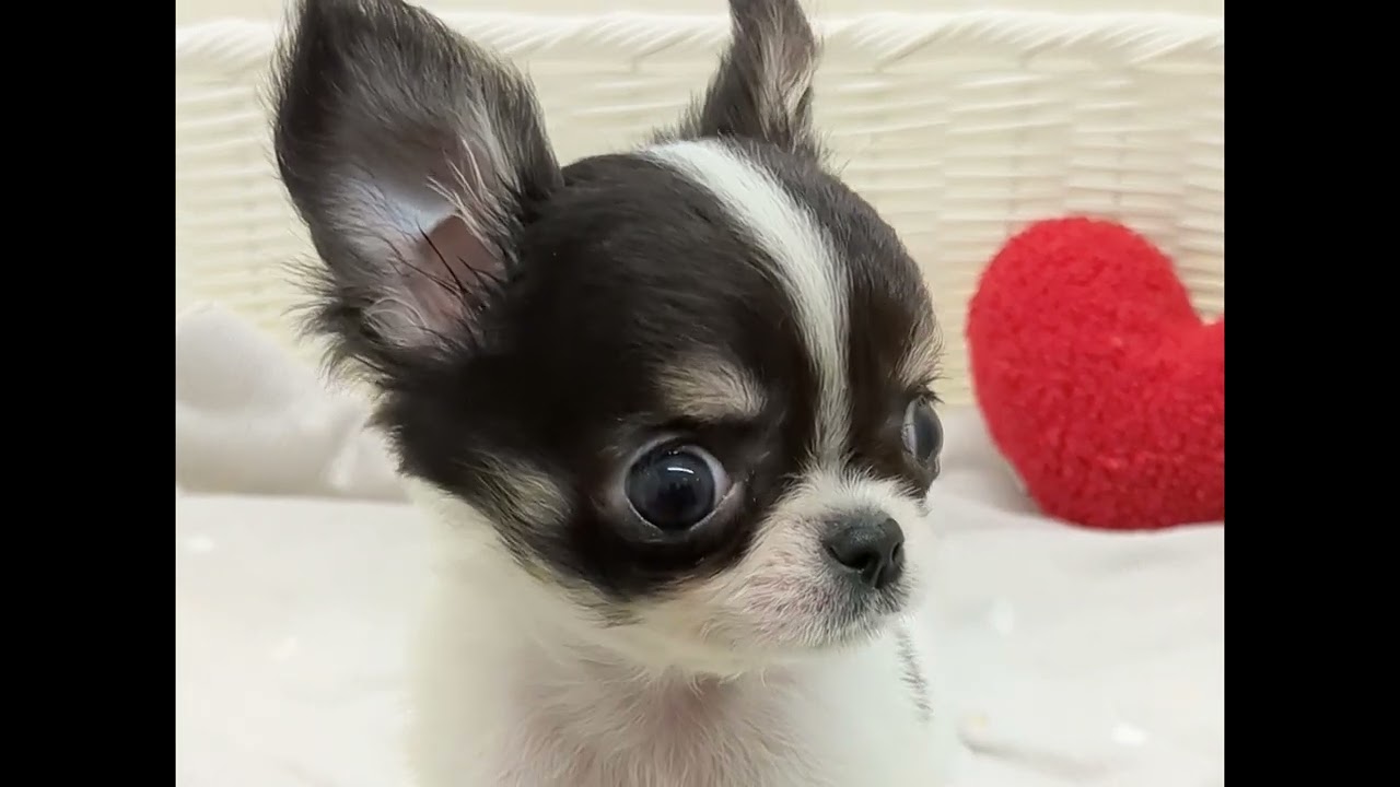 チワワ - YouTube