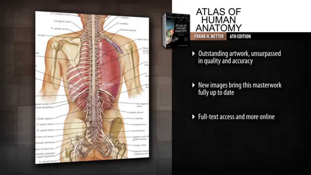 Atlas of Human Anatomy, 6th Edition - YouTube