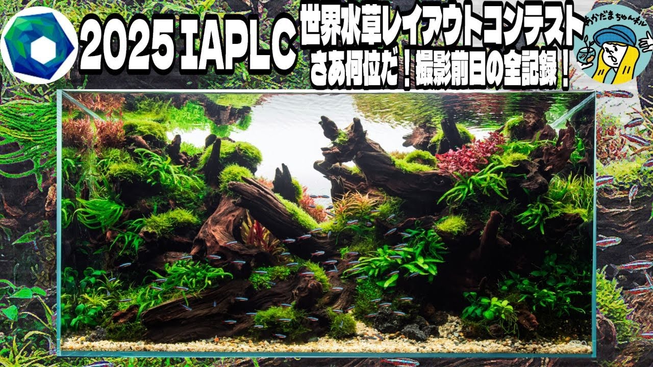 アクアリウム】IAPLC世界水草レイアウトコンテスト329位！（あかだま