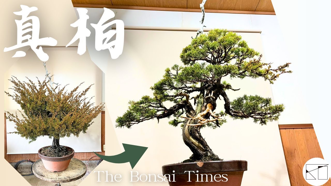 真柏】引き算による樹作り！ - YouTube