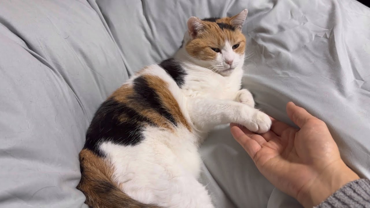 三毛猫】絶対NGのお手手に触ることを許してくれたミケ（2024年12月23日