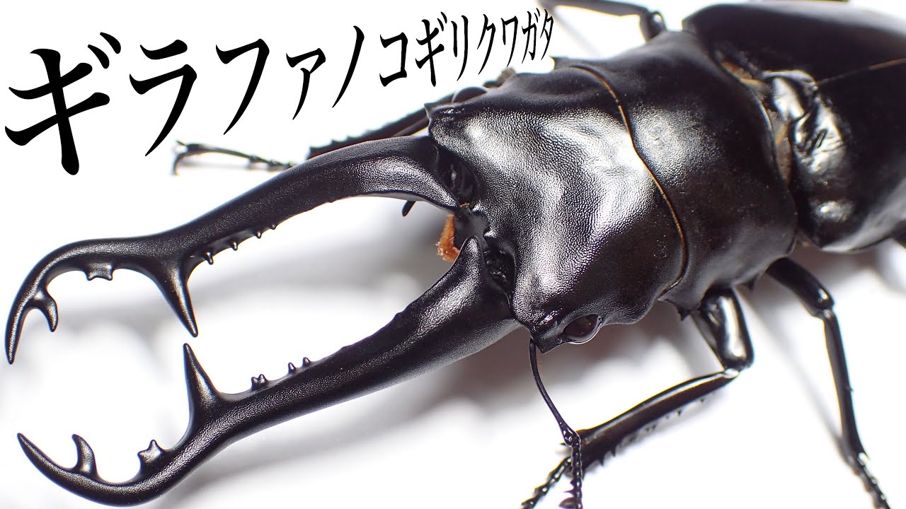 Giraffe Stag Beetle Breeding and Egg Laying Set [Stag Beetle