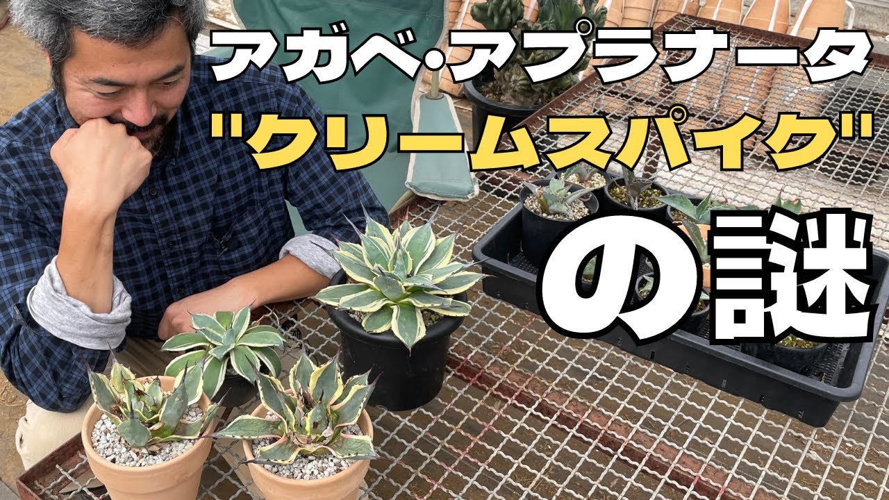 育成難しい?!】高価なアガベ・クリームスパイクの