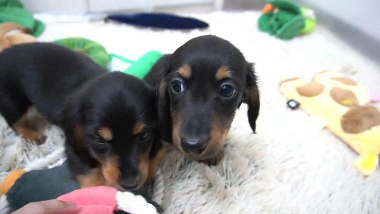 ミニチュアダックスフンド12月25日生まれブラックタン男の子② - YouTube