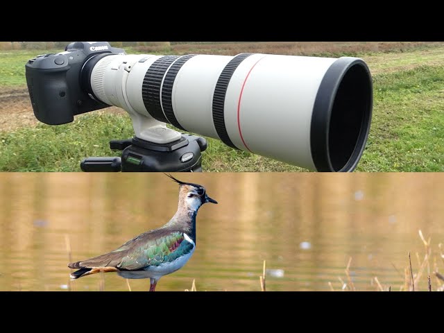 Canon 400mm F5.6 L Lens: Field Review After 1 Year - YouTube