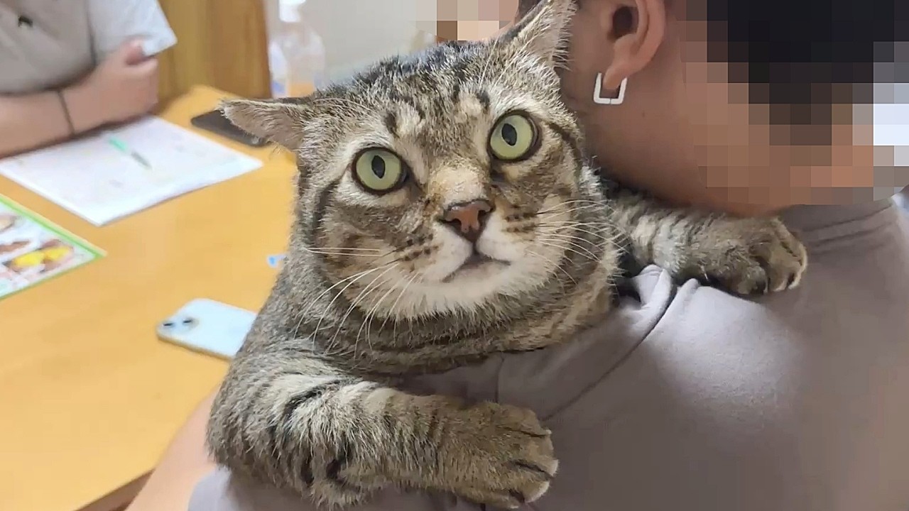 My Dad's Favorite Cat Cheated on Me [Former Stray Cat Peesuke