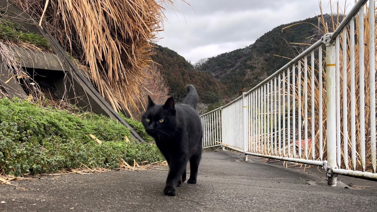 坂道で追いかけてくる黒ねこちゃん No.1136 2026年 2月 26