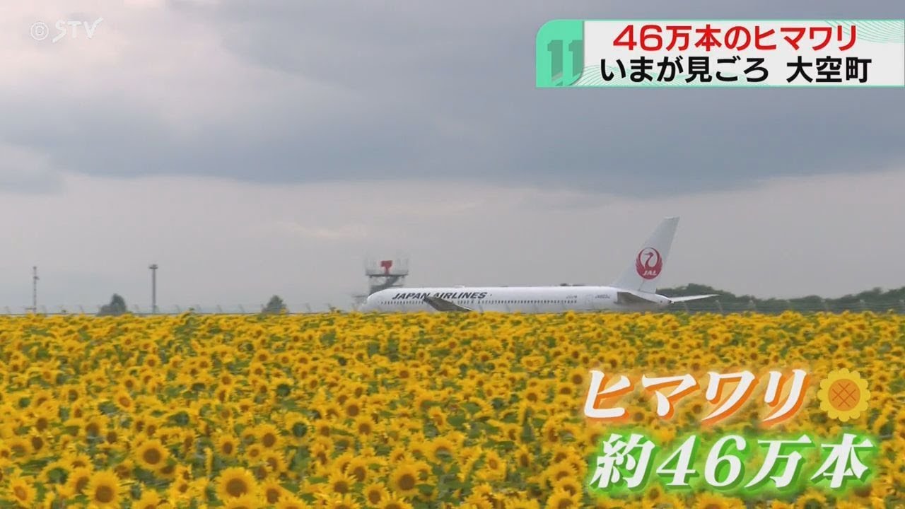460,000 sunflowers right next to the airportvibrant from the