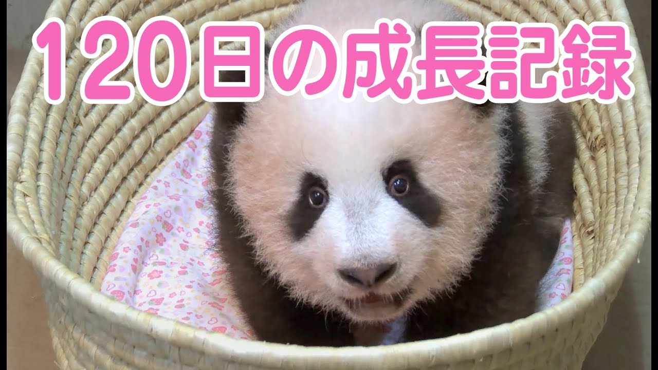 シャンシャン 誕生から120日までの成長記録 上野動物園の赤ちゃん