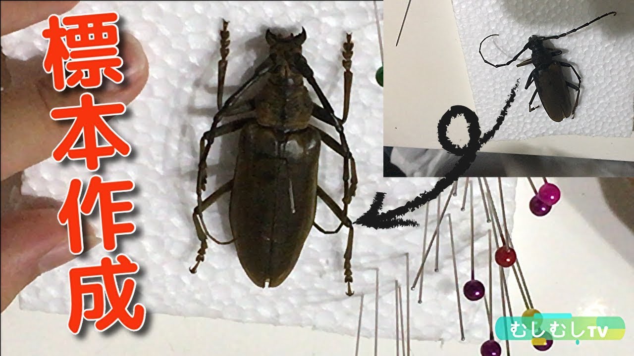 カミキリ虫（ミヤマカミキリ）を採集できたので、標本を作りました