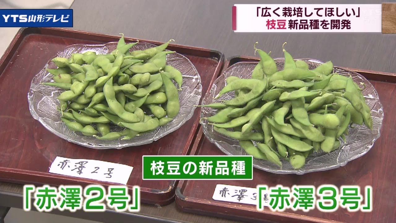 山形大農学部の元客員教授が枝豆の新品種を開発 - YouTube