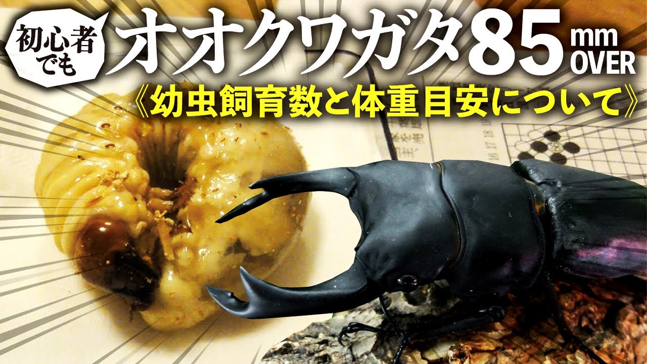 オオクワガタで85mmオーバーを出す方法＜幼虫飼育数と体重目安について