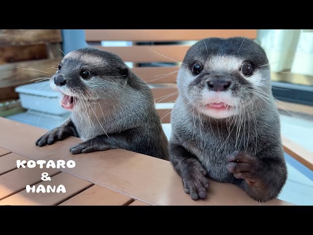 Brooke Otter カワウソ Brooke Otter - Official Jellycat