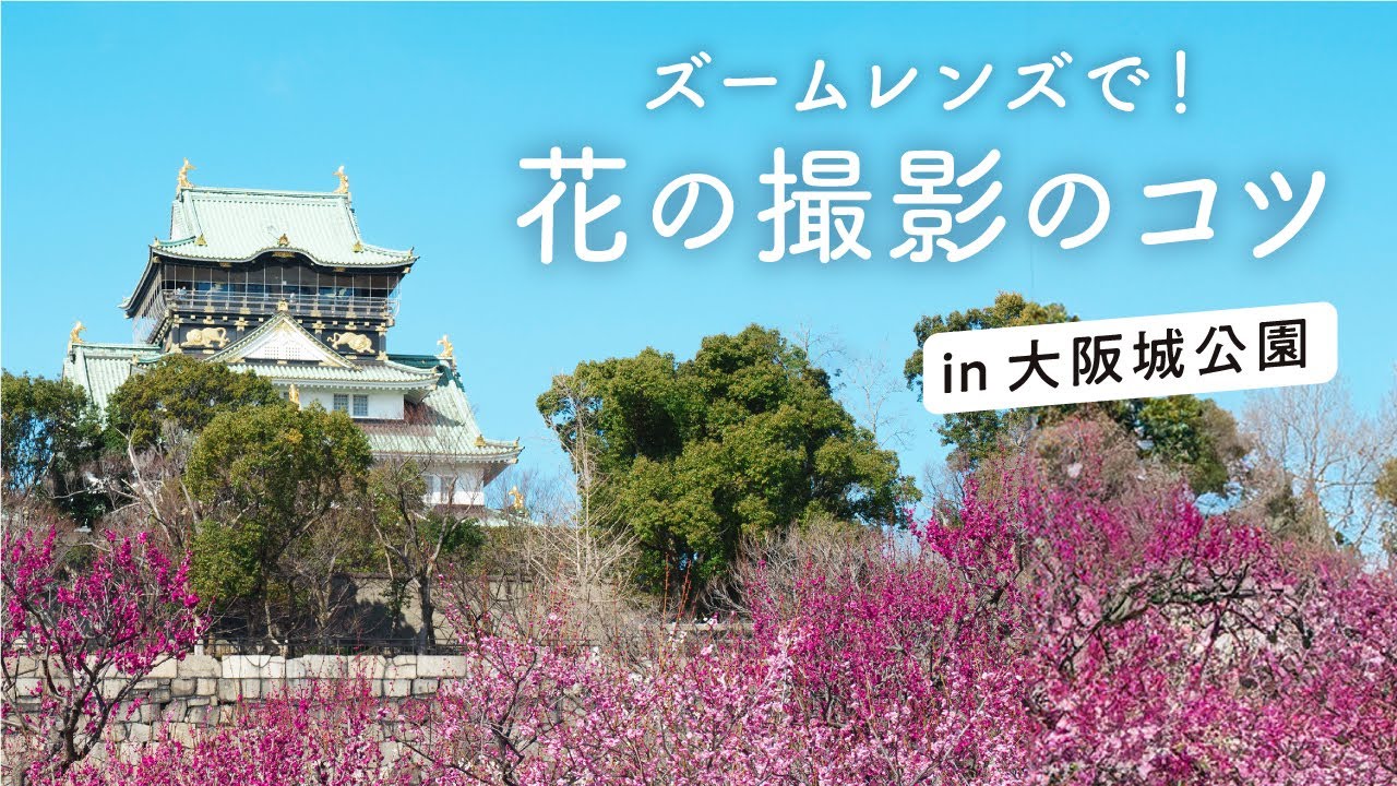 All you need is one zoom lens! How to photograph flowers