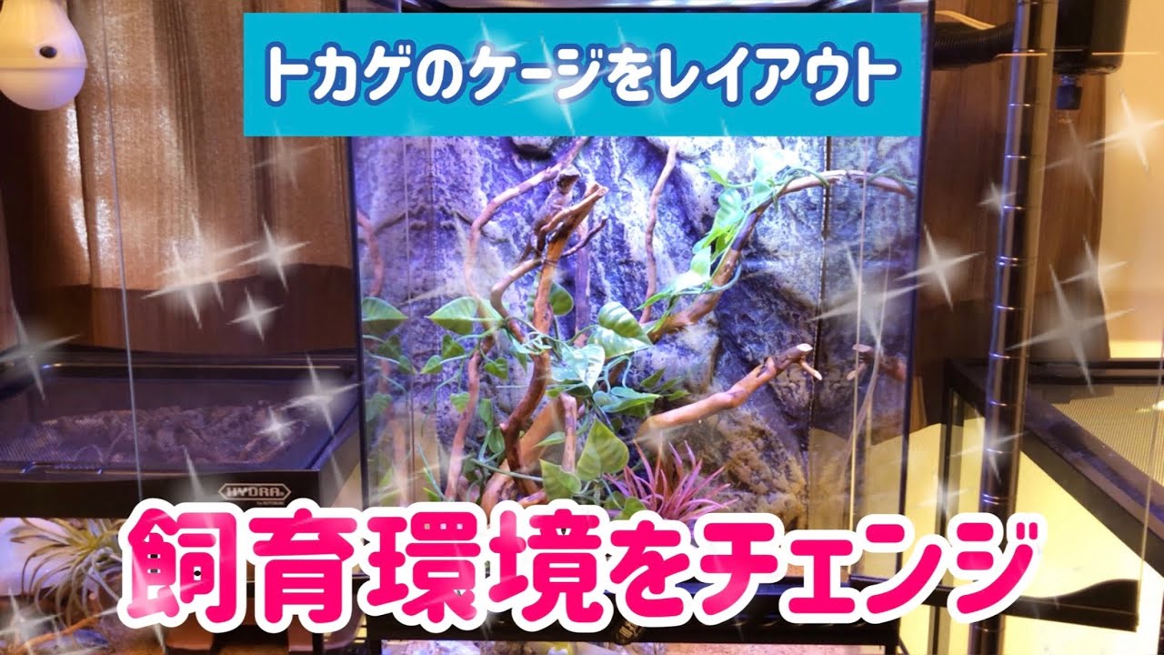 レイアウトケージ】生息地を意識した簡単レイアウト - YouTube