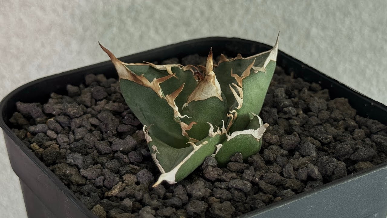 アガベ・チタノタ 中国大白鯊（芽）-005｜agave titanota | Plus_Pla