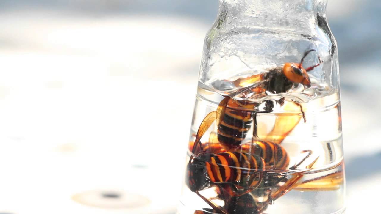 スズメバチ酒製造法 - YouTube