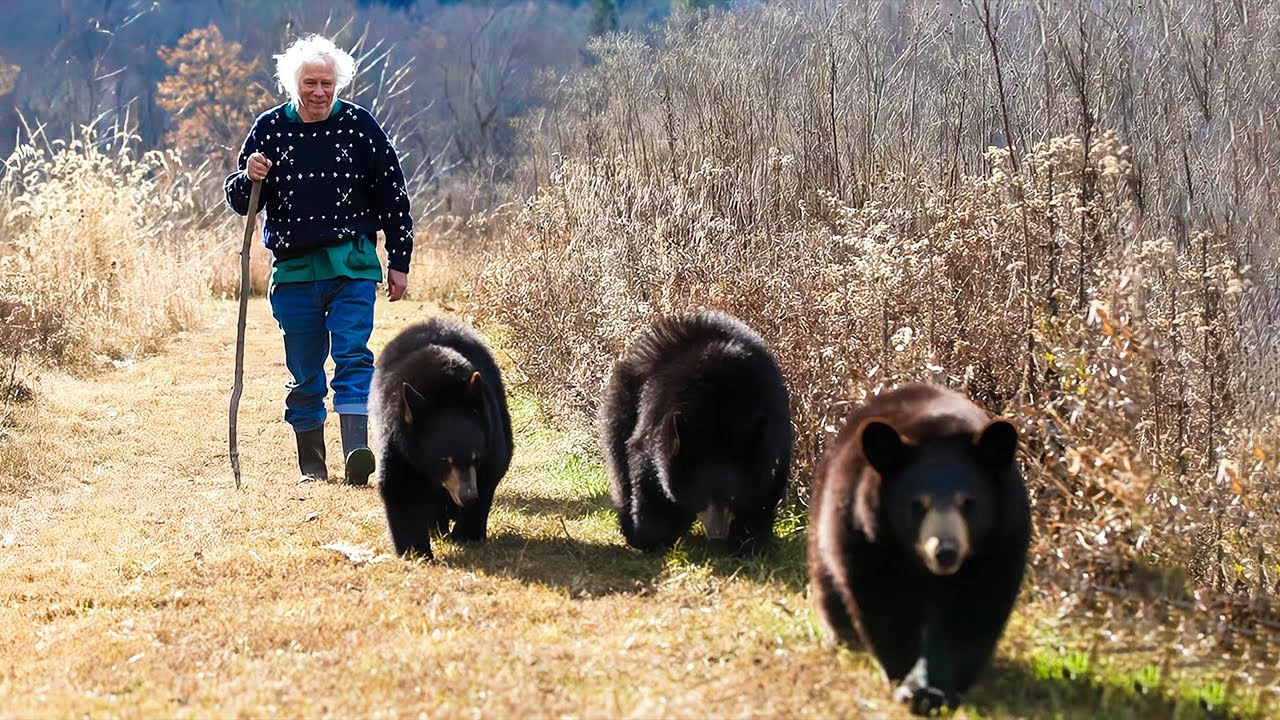 親を亡くした3匹の子熊を育てたじいさん。ワンちゃんのように散歩に