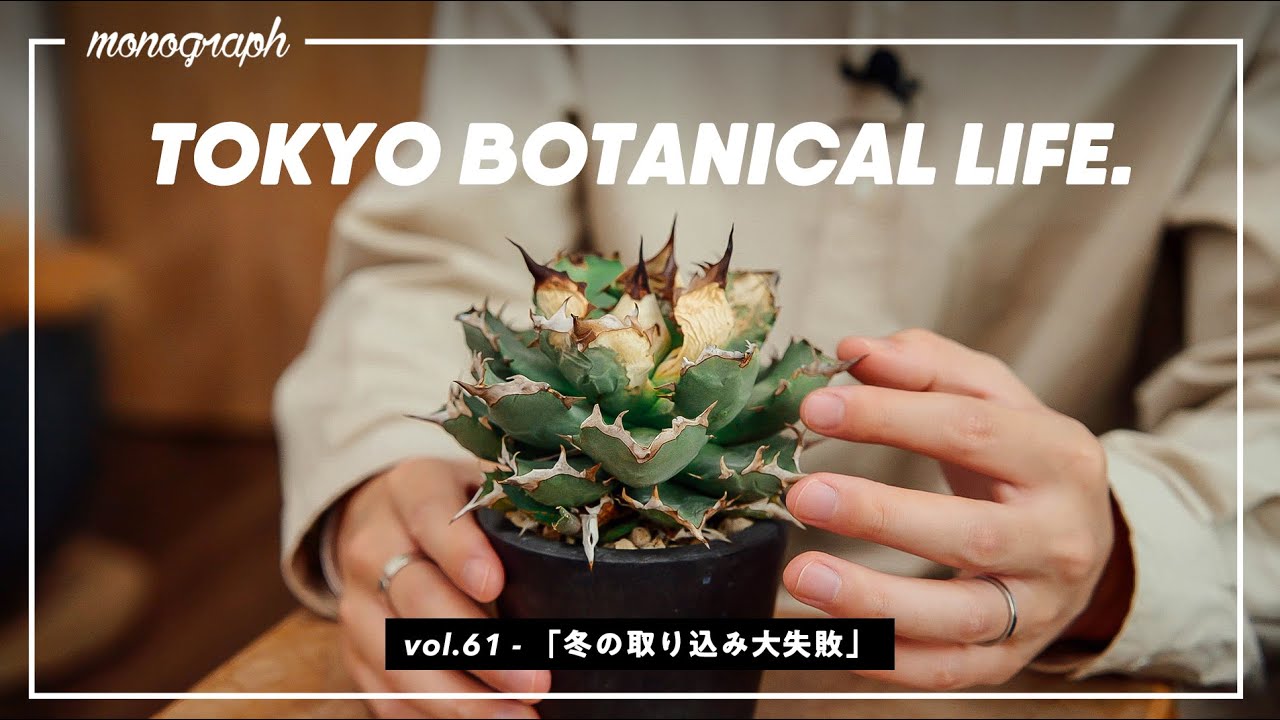 Sad news] Agave winter survival was a complete failure [TBL61