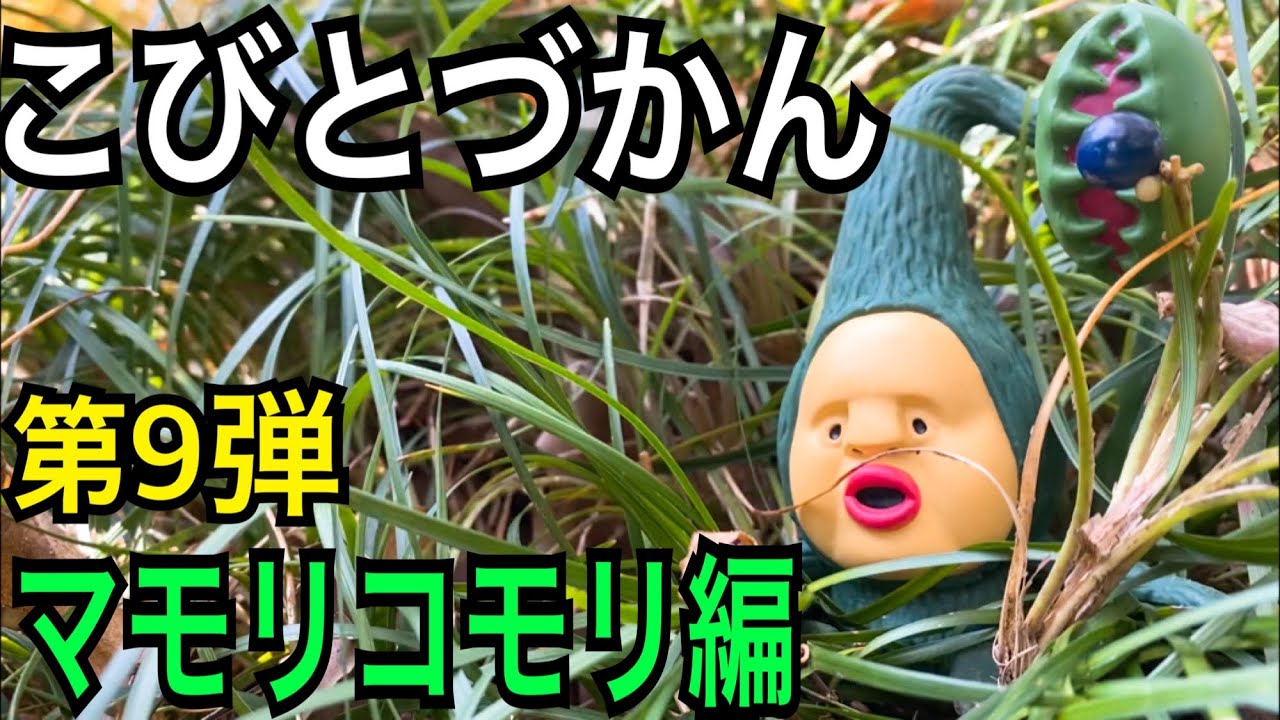 Kobito Zukan] Don't go home until you find Mamori Komori!! - YouTube