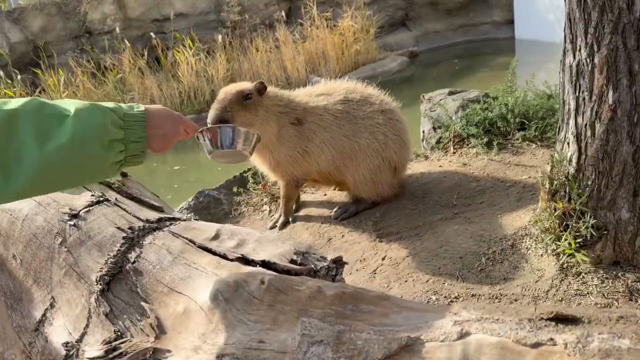 maxresdefault.jpg?sqp=-