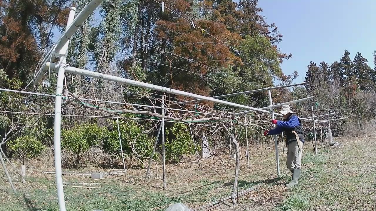 ぶどう】二芽残しでぶどうの本剪定を行う！ - YouTube