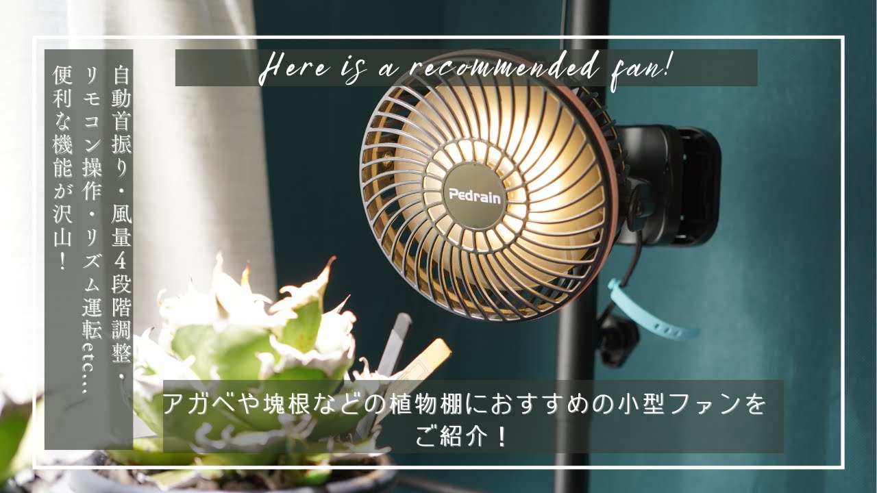 アガベや塊根用の植物棚におすすめのクリップ式小型ファンをご紹介
