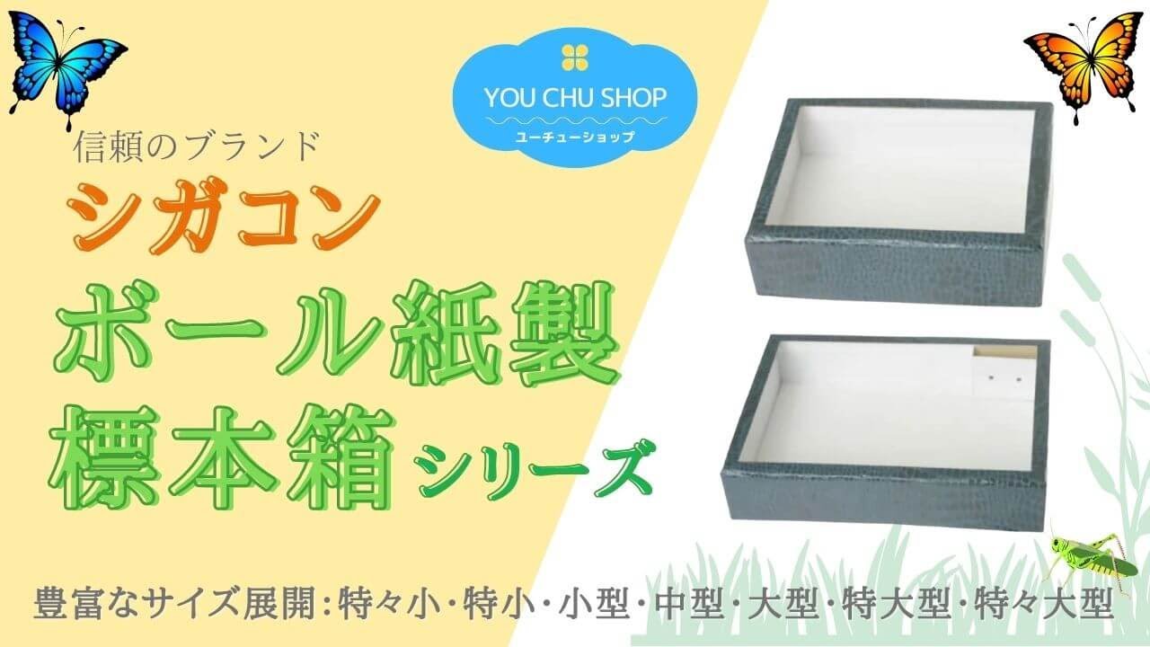 志賀昆虫大型ドイツ箱2箱セット 大型標本箱(ドイツ箱？)3個セット