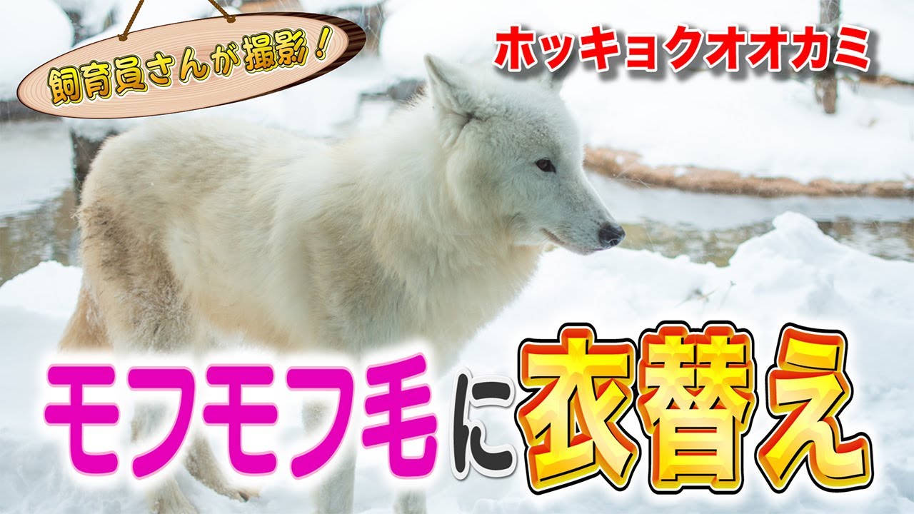 ホッキョクオオカミ モフ毛ビフォーアフター！ - YouTube