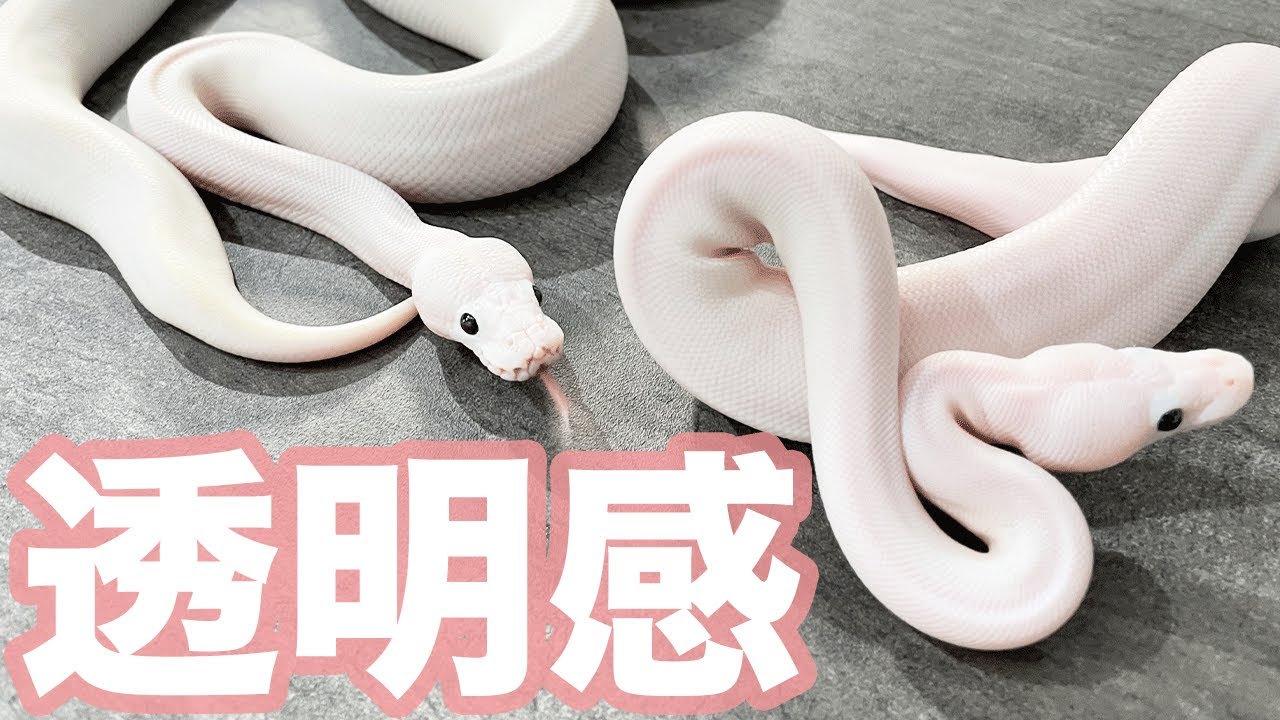 Stunningly Beautiful White Snake | Introduction to Ball Python