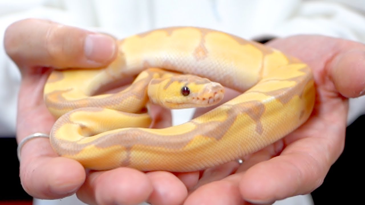 I bought a super cute ball python worth 1 million yen - YouTube