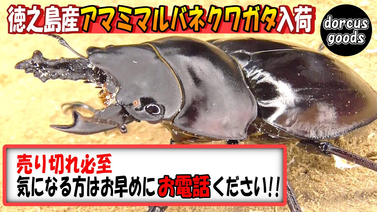 8/3-8/16の入荷クワガタ紹介、14種類！【82mmグランディスオオクワガタ