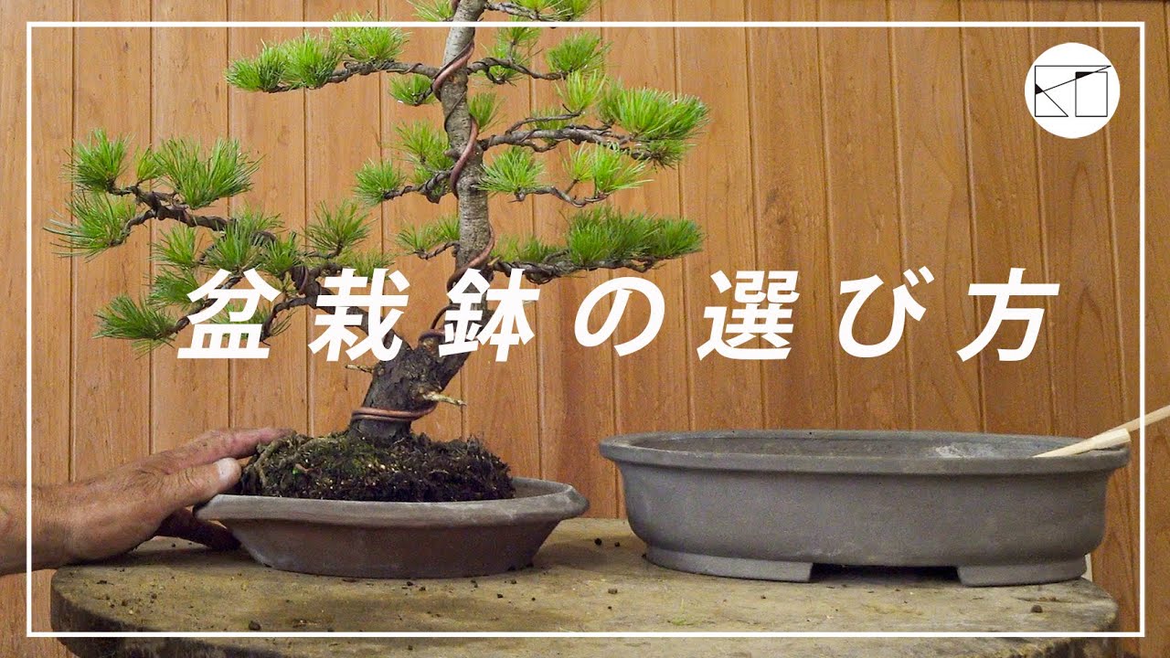 Pot Reflection] The decorative value of a bonsai can be greatly