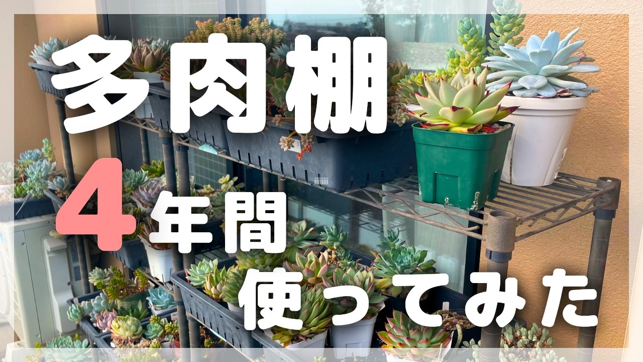買ってよかった多肉棚【5つの長所&微妙なところ…】【多肉植物・収納